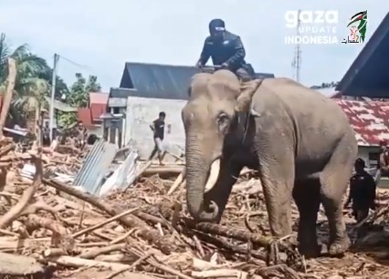 Empat Gajah Sumatra Dikerahkan Bersihkan Puing Banjir Pidie, Aceh, Senin (8/12) . (X@gazaupdateindonesia)